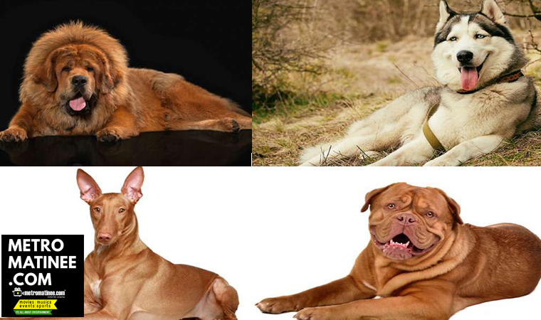 Expensive_Dog_Breeds_in_the-World